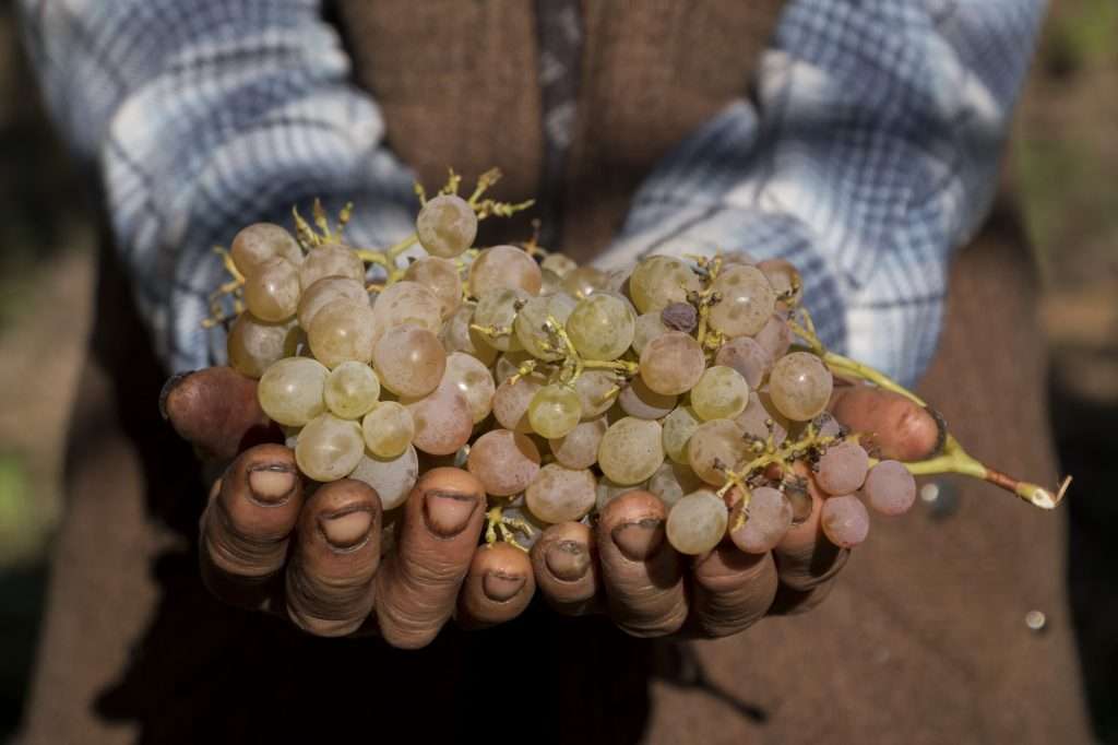 Hasan'S Hands With Grapes 1 L - Kalkan, Turkey By Ralph Velasco