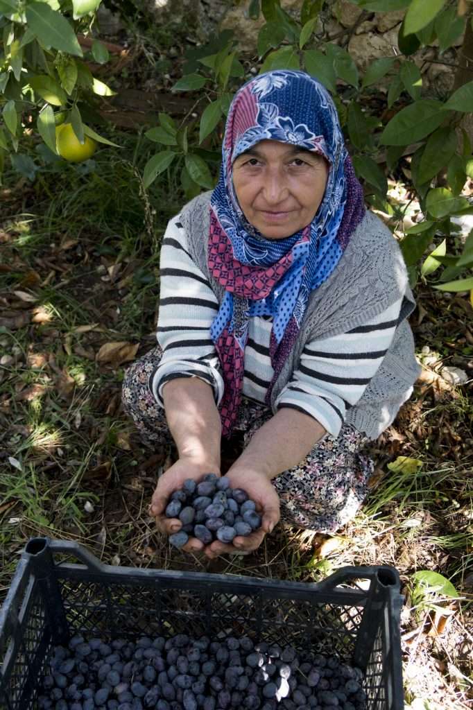 Woman In Shade With Crate Of Olives In Hands At Vineyard P - Kalkan, Turkey By Ralph Velasco