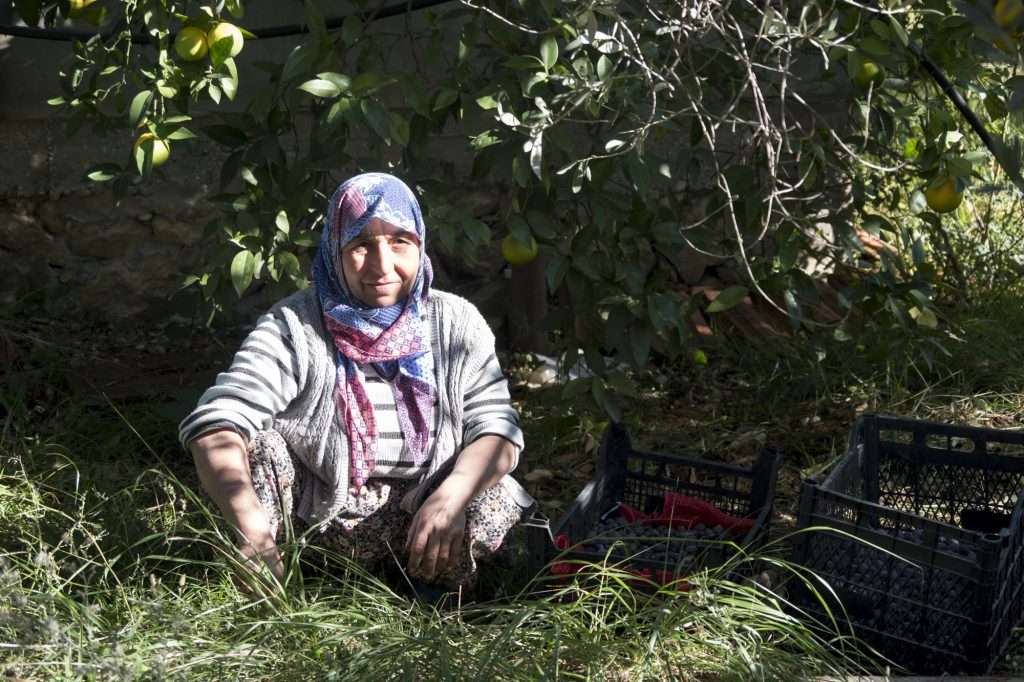 Woman In Shadowy Sun With Olives At Vineyard L - Kalkan, Turkey By Ralph Velasco