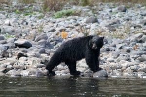 Linda Ballou Wonders Whether She Was ‘Blissfully Sinking’ Or ‘Gloriously Synching’ Into River Time, During Her Recent Rogue River Raft Trip. Either Way, She Relished Every Moment. &Raquo; Black Bear Momentum 300X200 1