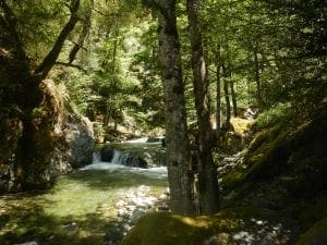 Linda Ballou Wonders Whether She Was ‘Blissfully Sinking’ Or ‘Gloriously Synching’ Into River Time, During Her Recent Rogue River Raft Trip. Either Way, She Relished Every Moment. &Raquo; Forest Stroll Momentum 300X225 1