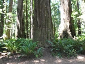 Road Trip!! Linda Ballou Says Now’s The Time To Cool Your Jets On The Southern Oregon Coast &Raquo; Stout Grove Ferns 300X225 1