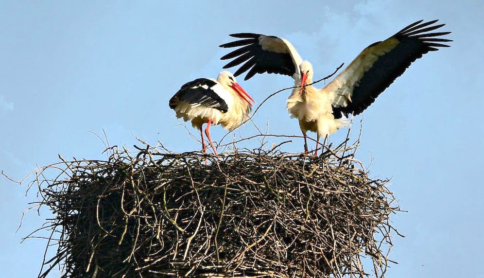 Nesting &Raquo; Stork Nesting