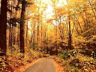 Beautiful Forest Drive Just Outside Gatlinburg