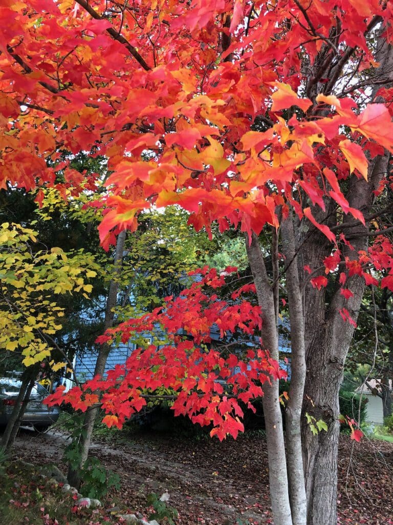 Unique Approaches For Capturing The Colors Of Autumn &Raquo; Maples 768X1024 1