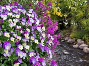 Linda Ballou Experiences The Beauty Of “Falldorado” In The Front Range With Isabella Bird &Raquo; River Walk Breckenridge 300X225 1