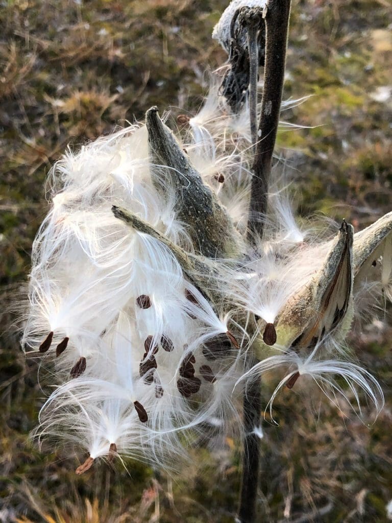 Unique Approaches For Capturing The Colors Of Autumn &Raquo; Milkweed 768X1024 1