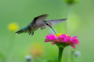 Hummingbird Medicine &Raquo; Ruby Throated Hummingbird 1024X683 1