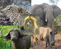 Chobe National Park, Botswana - A Safari Day Trip &Raquo; Big 5 Collage4 1