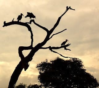 Love This Photo Taken At Chobe National Park Botswana Birds In Tree