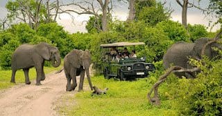 Chobe National Park, Botswana - A Safari Day Trip &Raquo; Botswanachobeelephants Game Drivex 1