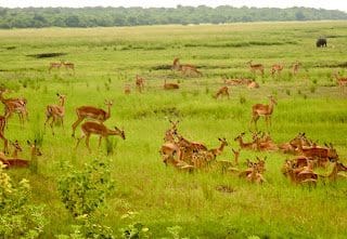 Game Viewing Lush Chobe National Park Botswana