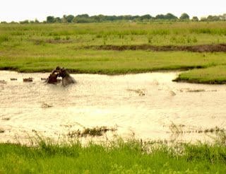 Hippos Fighting Chobe National Park Botswana