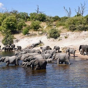 Chobe National Park, Botswana - A Safari Day Trip &Raquo; Botswanaelephant Bay Chobex