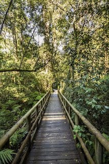 Garden Route, South Africa &Raquo; Gplettenbergbaybigtreetrailx