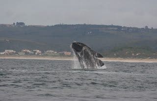 Garden Route, South Africa &Raquo; Gplettenbergbaywhalex