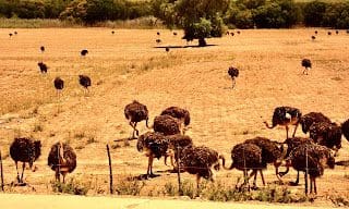 Ostrich Capital Of The World  Oudtshoorn South Africa