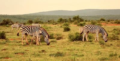 Zebras Baby Just Born Port Elizabeth Addo Elephant National Park South Africa