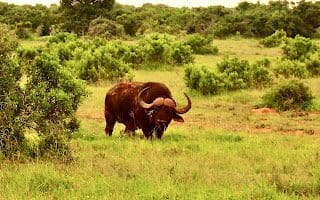 Cape Buffalo Addo Elephant National Park Port Elizabeth South Africa