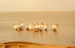 Flamigos Walvis Bay Namibia