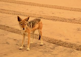 Jackal Living In The Desert Walvis Bay Namibia