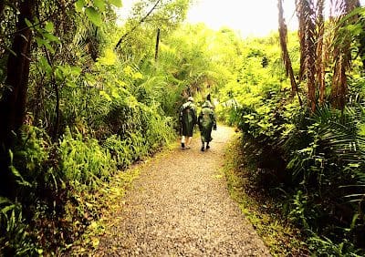 Rain Forest Victoria Falls Zimbabwe