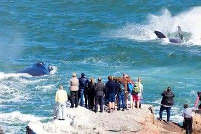 Southern Right Whales From Cliff Hermanus