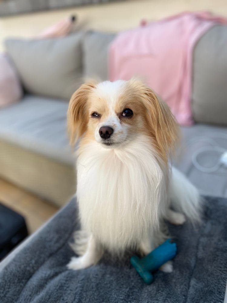 Small White Dog Sitting On A Couch Looking Suspicious