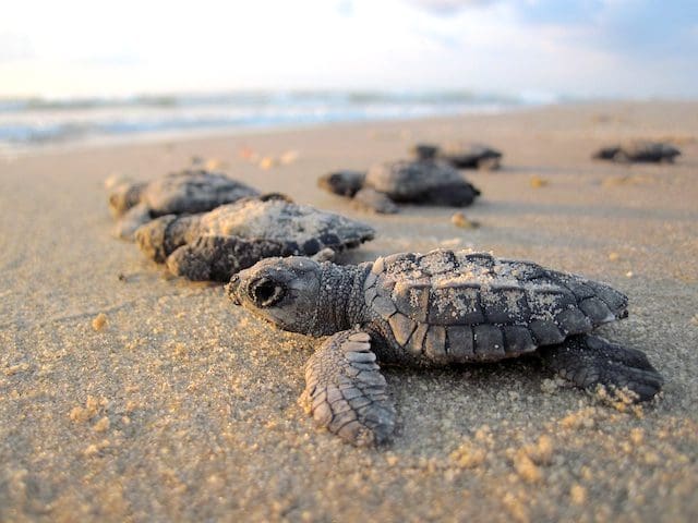 Sea Turtle Medicine &Raquo; Sea Turtles