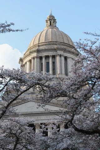 Capitol Through Blossoms IMG_7415