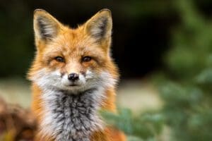 A Fox Killed My Chickens &Raquo; Shutterstock 508837300 300X200 1