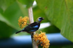 Linda Ballou Shares Highlights, Photos Of Her Recent Adventure To Costa Rica – Land Of Divine Diversity &Raquo; Blue Bird Tico River Adventures 300X200 1