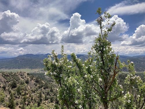 Sky Watchers &Raquo; Blossoms