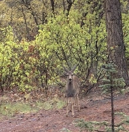 Sky Watchers &Raquo; Deer