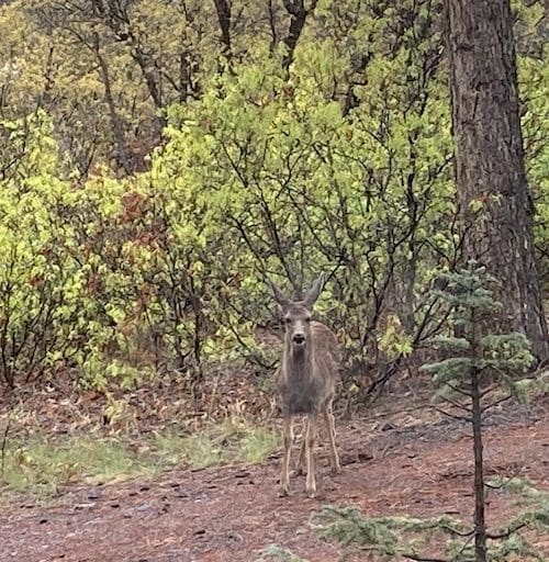 Sky Watchers &Raquo; Deer