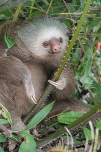 Linda Ballou Shares Highlights, Photos Of Her Recent Adventure To Costa Rica – Land Of Divine Diversity &Raquo; Sloth Face Tico River Adventures E1685387881369 200X300 1