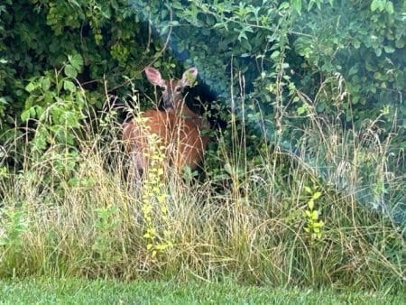 Does Curiosity Work To Your Favor? &Raquo; Deer