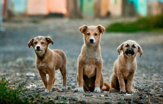 Pet Rescue: The Crisis Of Abandoned And Neglected Pets &Raquo;