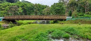 Linda Ballou Shares Her Adventures On The Coconut Coast Of Kaua’i &Raquo; Arboretum Kapaa Back County Linda Ballou 300X135 1