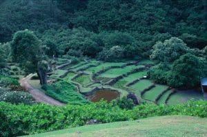 Linda Ballou Recommends You Take A Walk On Kaua’i’s Wild Side &Raquo; Limahuli Garden Courtesy Hawaii Toursit Aurthority 300X198 1