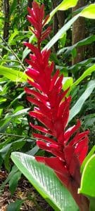 Linda Ballou Shares Her Adventures On The Coconut Coast Of Kaua’i &Raquo; Torch Ginger Linda Ballou 135X300 1