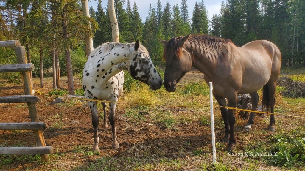 Celebrating the Gifts of Downtime » 2023Aug25 Horses near 93 mile wm 1024x576 1