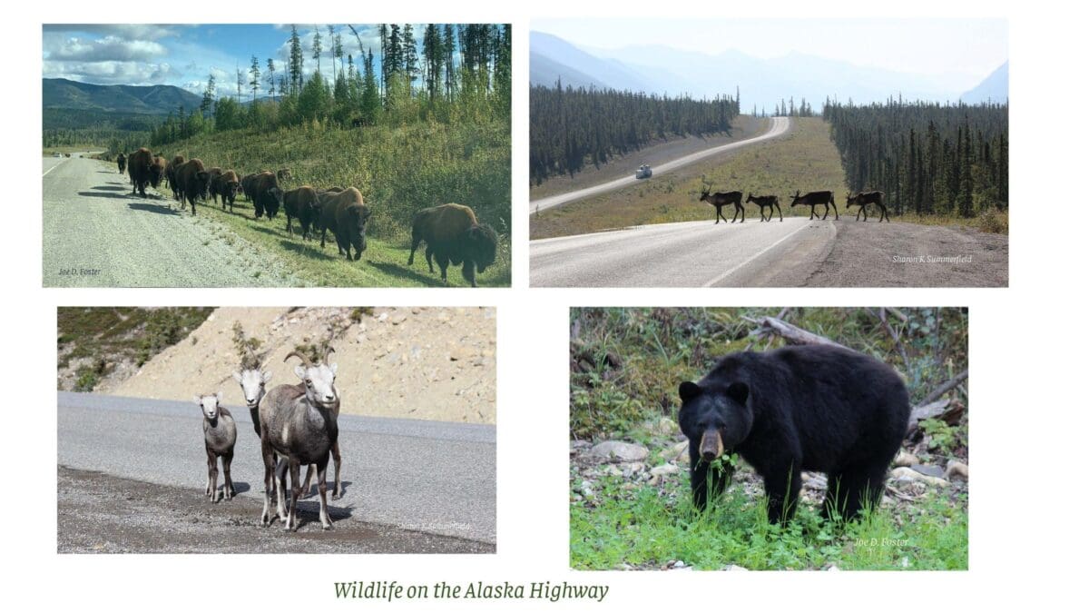 Celebrating the Gifts of Downtime » 2023Sep03 Wildlife on the Alaska Hwy scaled 1