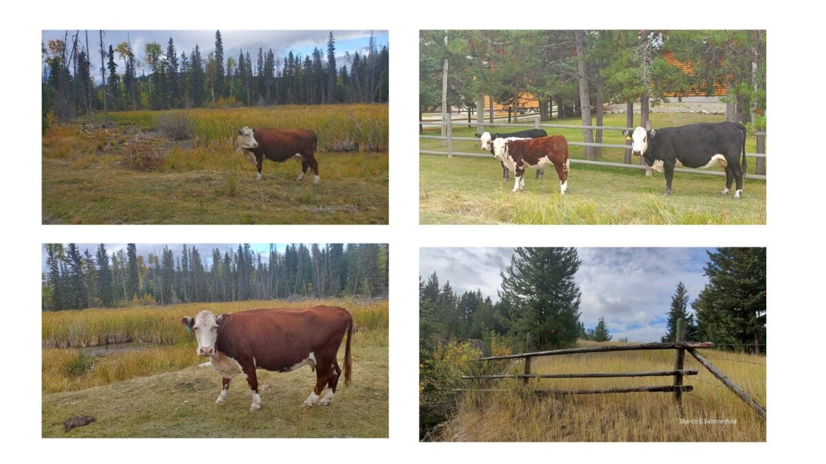 Celebrating the Gifts of Downtime » 2023Sep19 Cows and Fence Lac Le Jeine 3 and 4 scaled 1