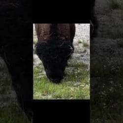 Bison Grazing Video Bounce &Raquo; Hqdefault 266