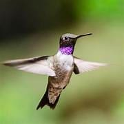 Should I Look For The Signs? – How To Feel Alive Again. &Raquo; Hummingbird