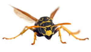 What Stings Worse Than A Yellow Jacket? &Raquo; Shutterstock 1661026390 300X171 1