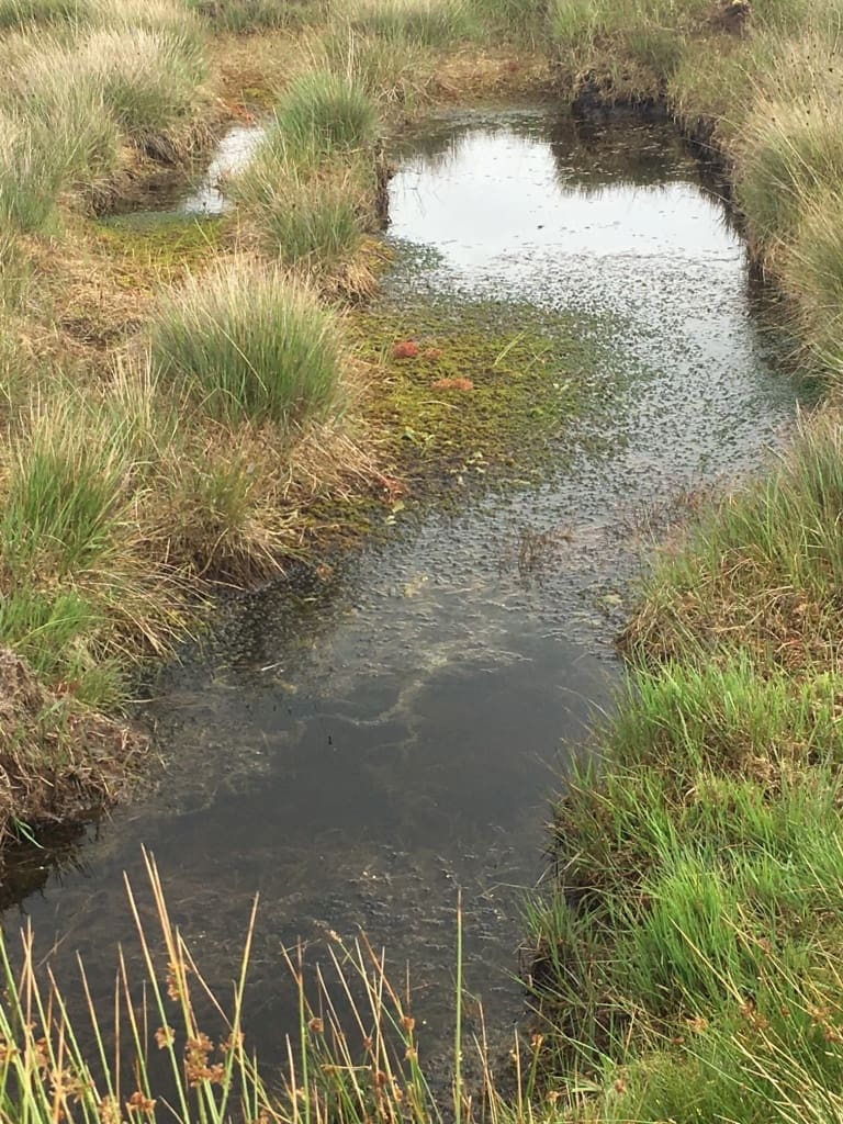 Today Is World Wetlands Day Yet Wetlands Are In Danger Now More Than Ever. &Raquo; Img 5524