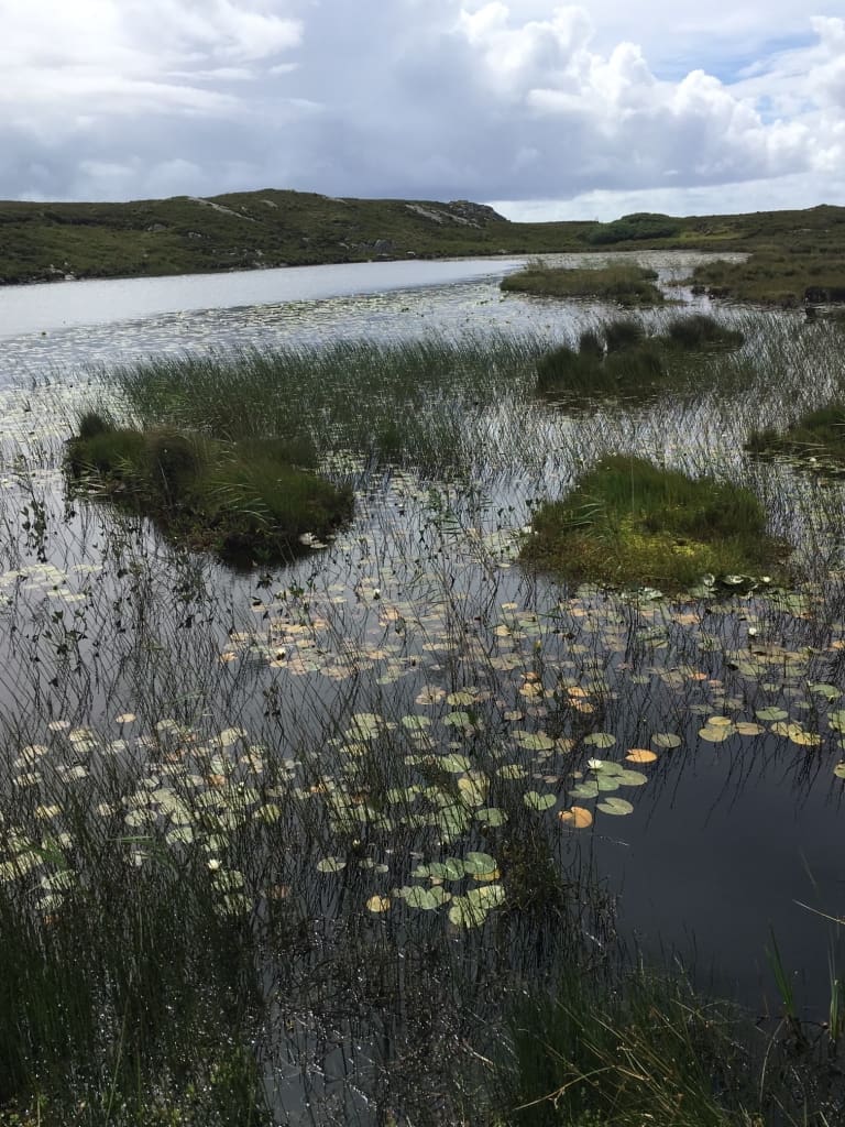 Today Is World Wetlands Day Yet Wetlands Are In Danger Now More Than Ever. &Raquo; Img 5542