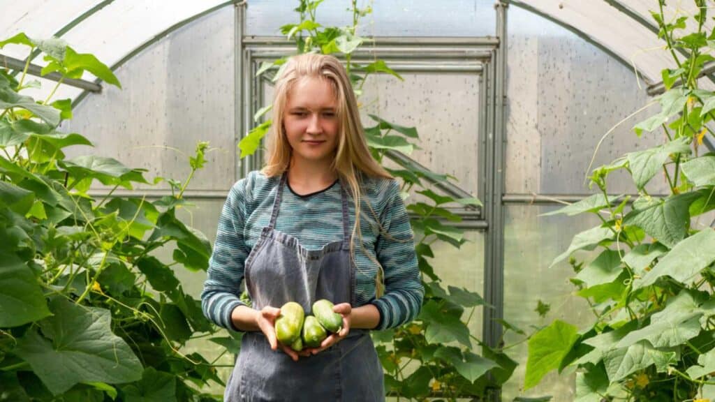 Beautiful Girl With Long Blond Hair In Jeans And Utility Apron Picks Fresh Cucumbers In Greenhouse In Her Own Vegetable Garden. Green Plant Bushes, Rich Harvest, Good Care